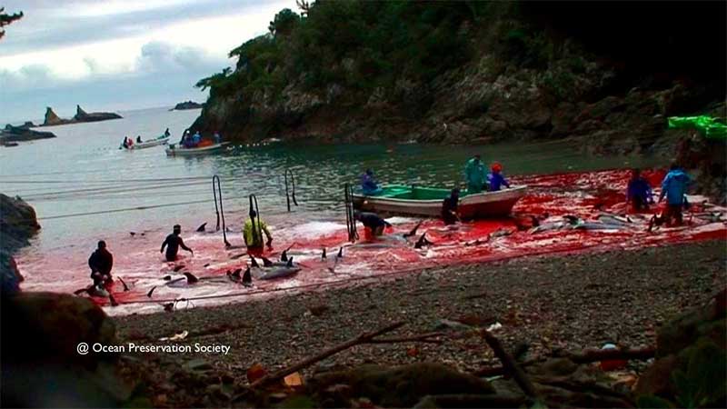 Indignação com a morte de milhares de golfinhos em Taiji, Japão