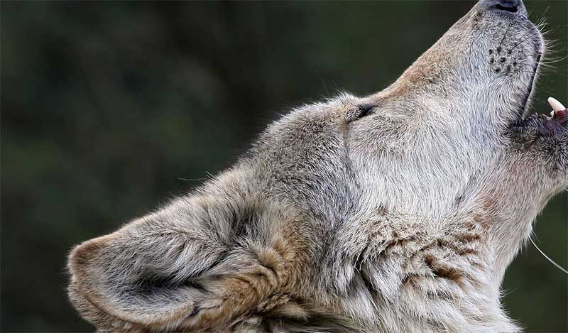 Abater um lobo pode dar multa até 750 mil euros no Luxemburgo