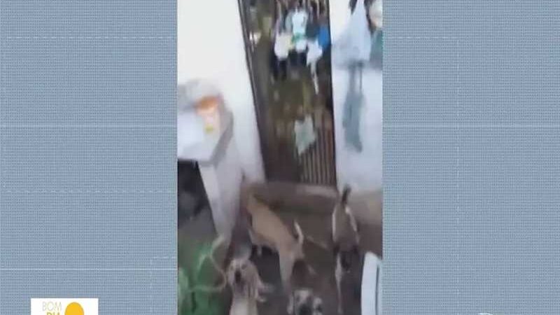 30 cães são abandonados em casa no Maranhão — Foto: Reprodução/TV Mirante