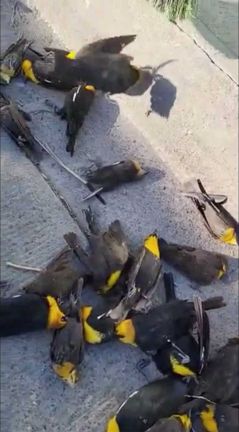 Vídeo flagra momento em que bando de pássaros sobrevoa cidade e animais caem mortos no norte do México