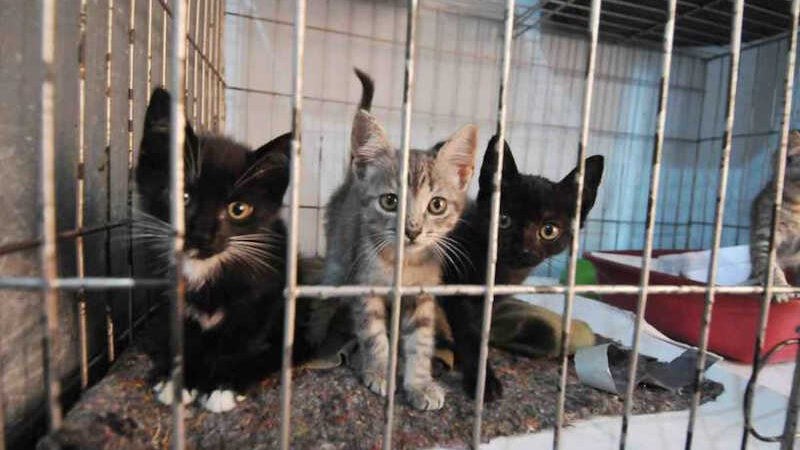 Gatos são vítimas de ‘epidemia’ de abandono em Belo Horizonte, MG