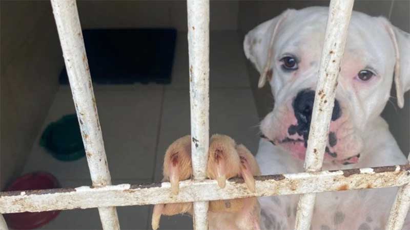 MP resgata mais de 30 cães explorados para venda de sangue em clínicas veterinárias de MG