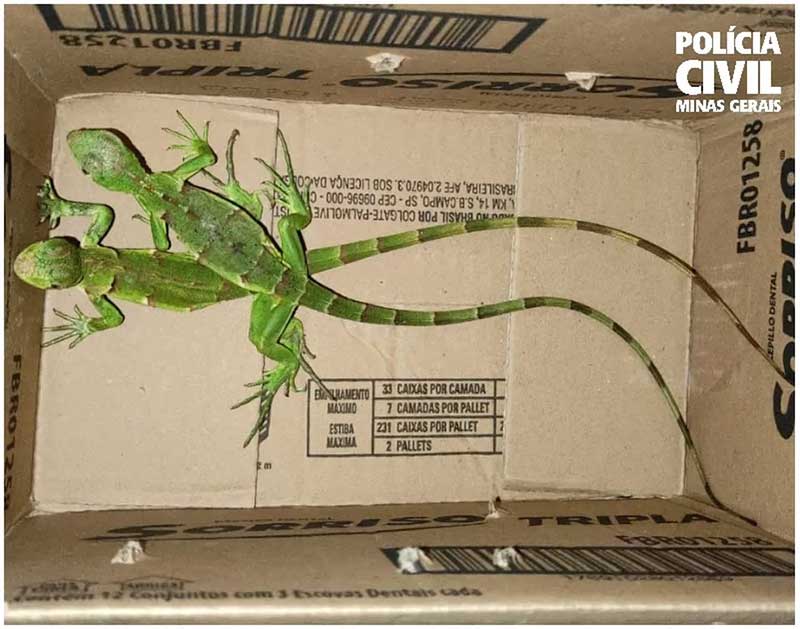 Iguanas enviadas por Correios de SP para MG são apreendidas pela Polícia Civil; animais estavam destinados para veterinário
