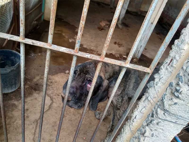 Médico é preso por maus-tratos a animais e por manter más condições para funcionários em Itajubá — Foto: Polícia Civil