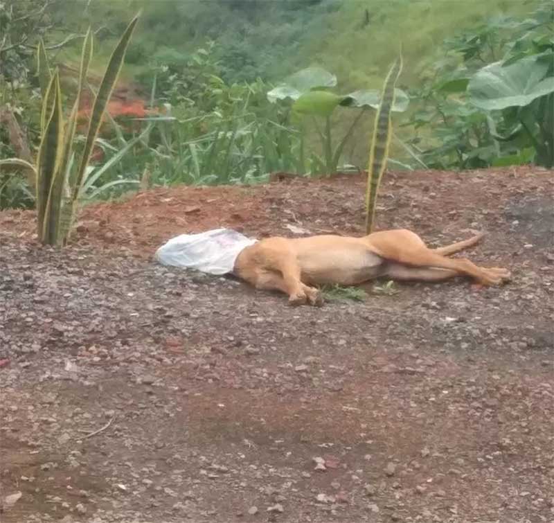 Cachorro é morto asfixiado com sacola e população se revolta em Monlevade, MG