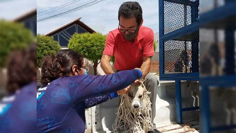 Equipe do Canil Municipal segue recolhendo cães de rua em Patos (PB), e realiza novas capturas para procedimentos de castração