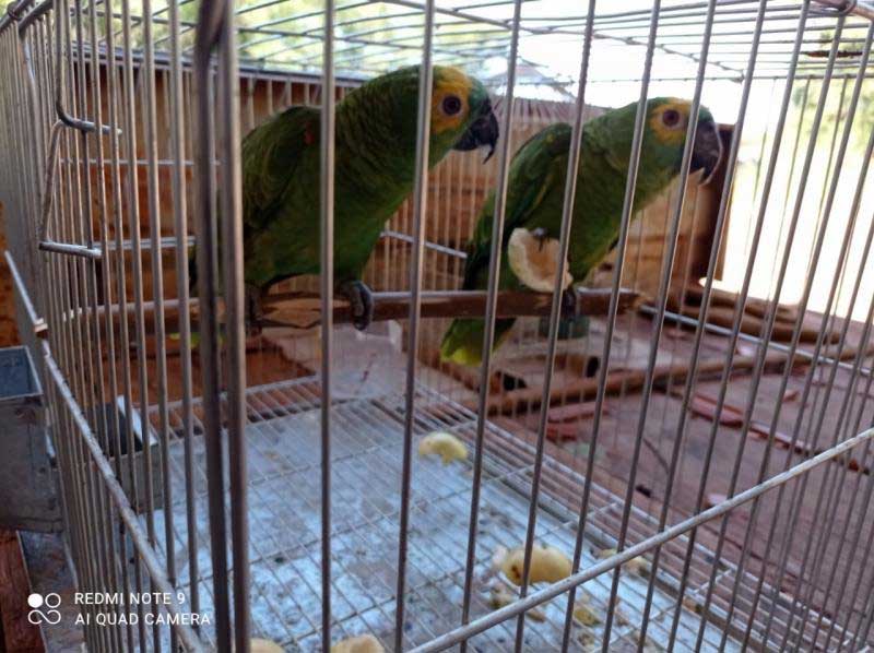 Polícia Ambiental de Amambai (MS) recolhe papagaios que eram mantidos em cativeiro em chácara