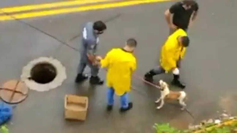 Bombeiros civis resgatam cachorro preso há uma semana em esgoto em Campo Grande, MS