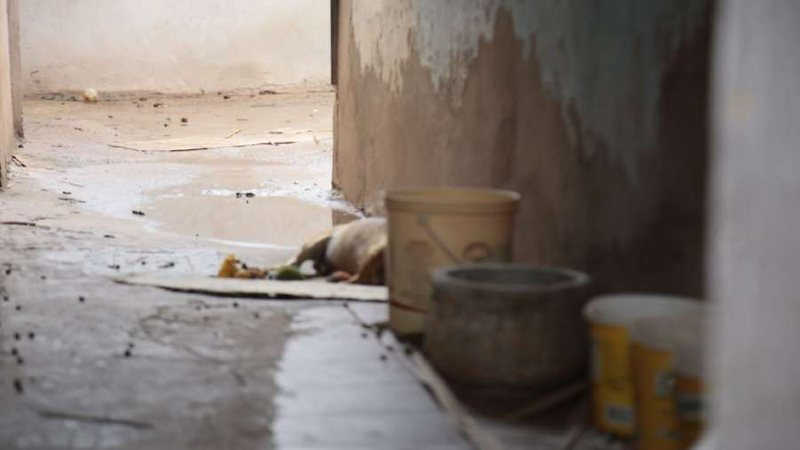 Mulher abandona cães em casa para viajar e um morre em Campo Grande, MS; VÍDEO