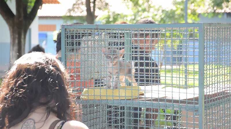 Maltratados, esperando adoção, 2,7 mil cães e gatos vivem em lares voluntários em Campo Grande, MS
