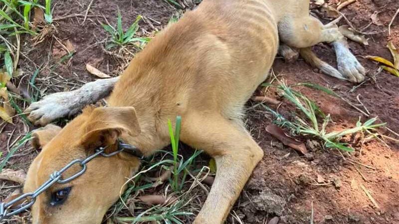 Cão desnutrido e cheio de carrapatos é resgatado e tutora multada em Nova Andradina, MS