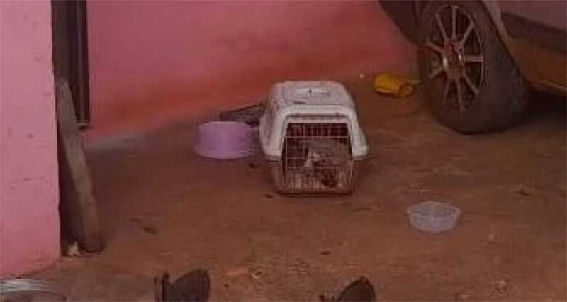 Filhote de cachorro é abandonado ao sol, sem água e comida em Paranaíba, MS