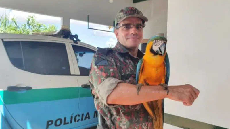 Polícia Ambiental de São Gabriel do Oeste (MS) resgata arara-canindé vítima de atropelamento