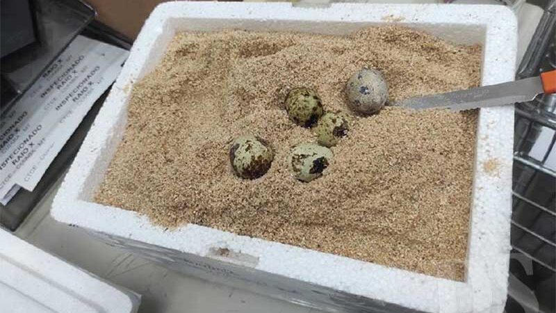 Mais de 200 ovos de animais silvestres são apreendidos em encomenda nos Correios