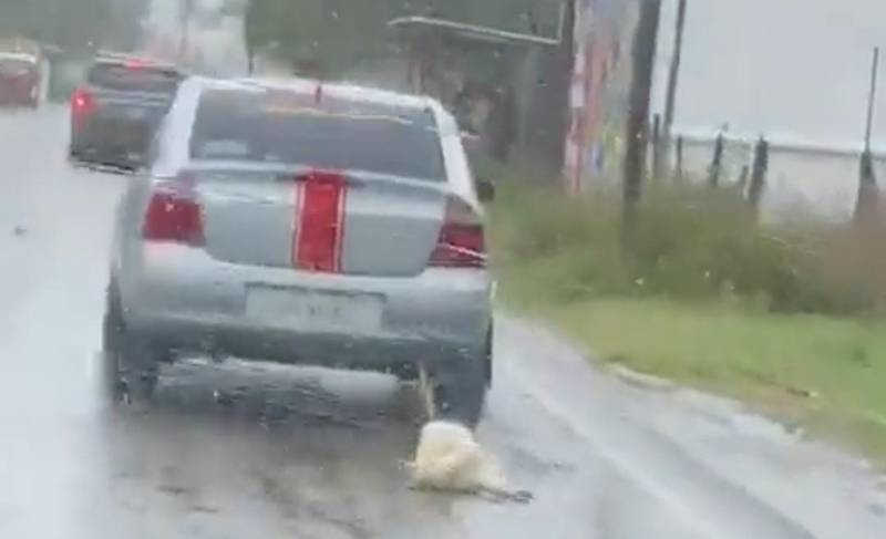 Cachorro morre depois de ser amarrado e arrastado por um carro embaixo de chuva no México