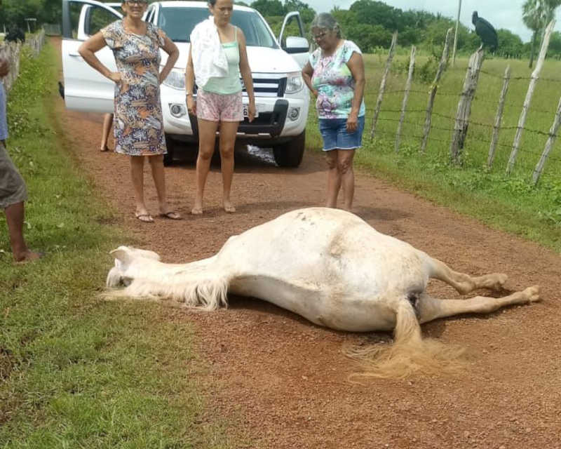 Polícia abre inquérito para investigar morte de cavalo a tiros em Campo Maior, PI