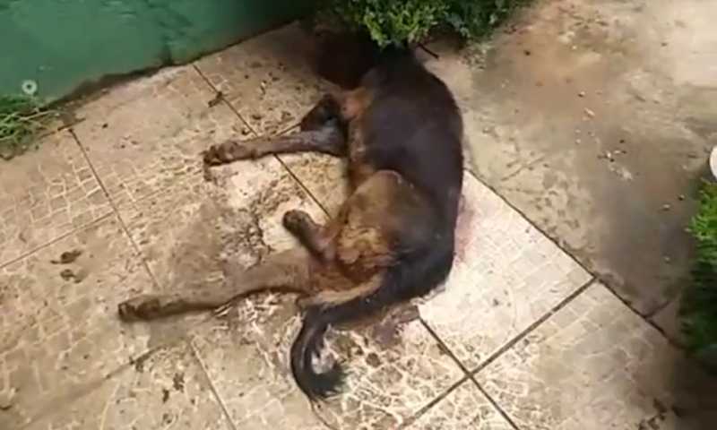Dono de mercado é preso após deixar cão agonizando em Curitiba: ‘Situação desesperadora’, diz delegado