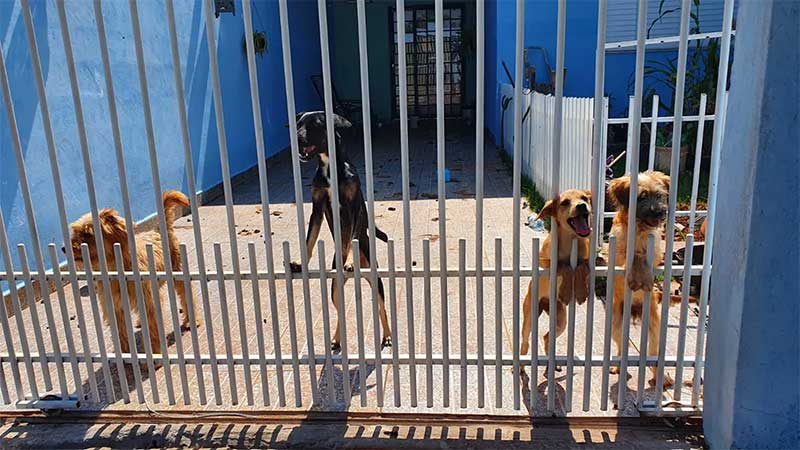 Tutora muda e abandona 4 cães em Maringá, PR; animais foram resgatados