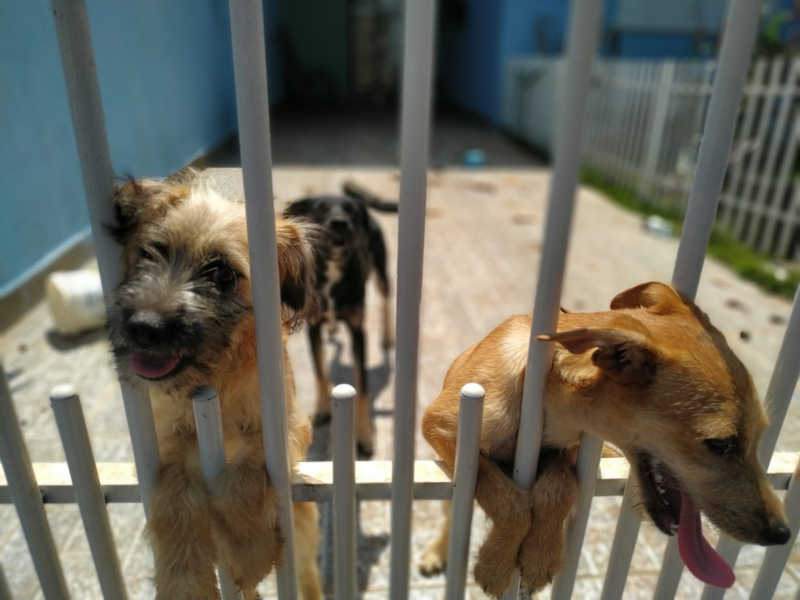 Animais foram resgatados em Maringá — Foto: Polícia Civil
