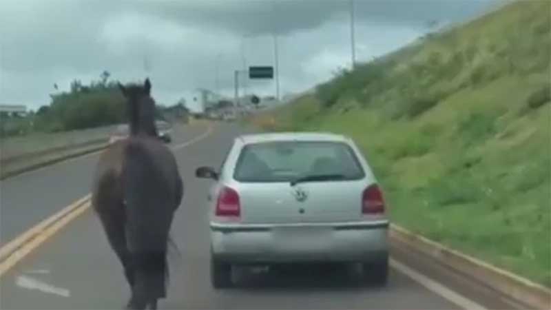 Polícia apura vídeo de cavalo sendo puxado por carro na BR-277, no PR
