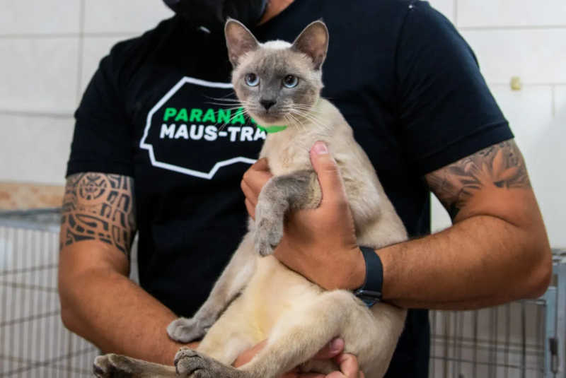 Família abandona gato em clínica veterinária e polícia é acionada São José dos Pinhais, PR