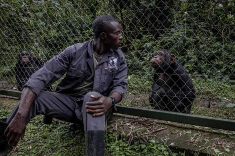 Reserva de Lwiro, um oásis para primatas traumatizados na República Democrática do Congo