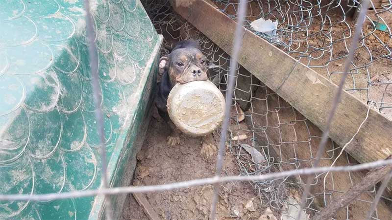 Cães foram resgatados pela Polícia Civil de Búzios após fechamento de canil clandestino — Foto: Arquivo pessoal