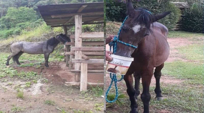 Ssubea resgata cavalos deixados nas ruas de Nova Friburgo (RJ); animais podem ir a adoção