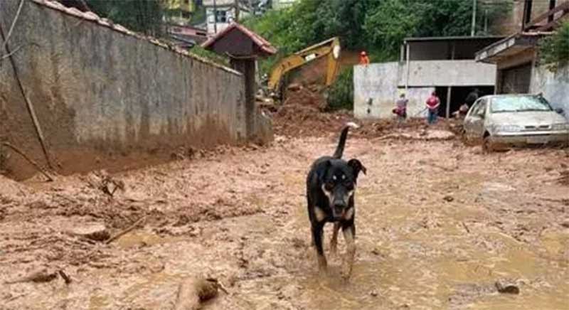 Petrópolis: após chuvas, 300 animais são resgatados em áreas de deslizamento