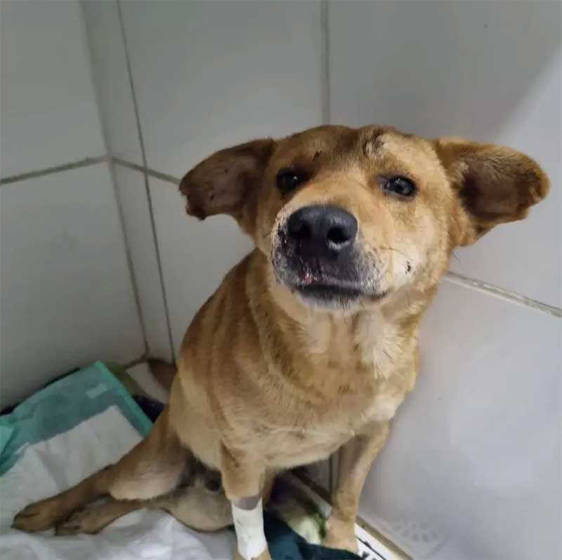 Cachorro resgatado após tragédia em Petrópolis, no RJ — Foto: Divulgação