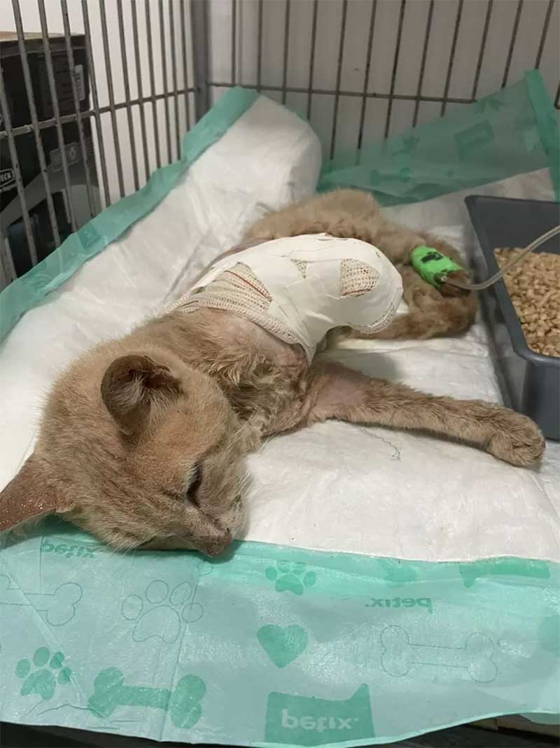 Gato ferido foi resgatado após desastre causado pela chuva em Petrópolis, no RJ — Foto: Divulgação