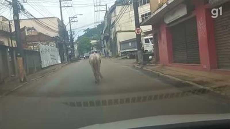 Vídeo mostra cavalo vagando sem rumo em rua de Petrópolis; força-tarefa foi montada para resgatar animais após tragédia