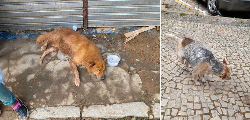 Cerca de 30 animais são resgatados em meio à tragédia em Petrópolis e encaminhados a lares provisórios