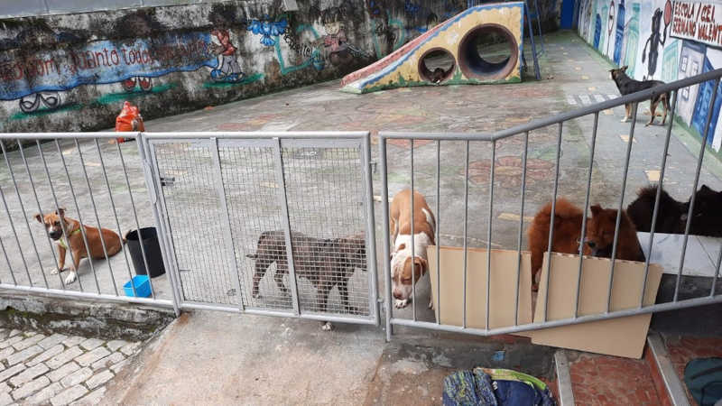 Cerca de 30 animais, entre cães e gatos, foram resgatados e precisam de ração em Petrópolis — Foto: Arquivo pessoal