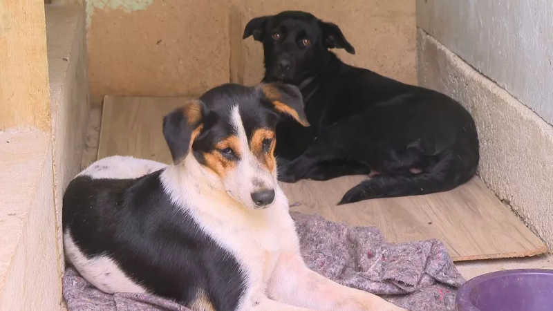 Animais resgatados em Petrópolis lotam abrigos à espera dos tutores desaparecidos
