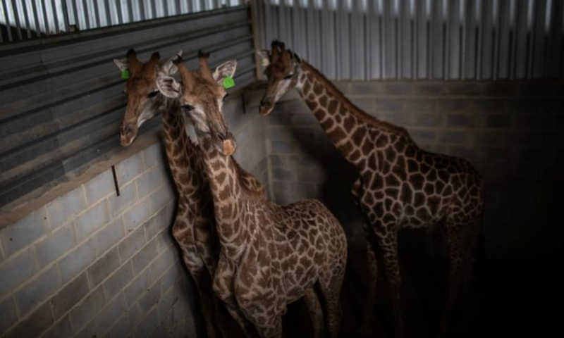 Caso BioParque: girafas mortas em resort passaram por muito sofrimento, revela laudo