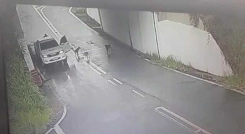 VÍDEO: Câmera flagra motorista abandonando cachorros na rodovia do Contorno, em Volta Redonda, RJ