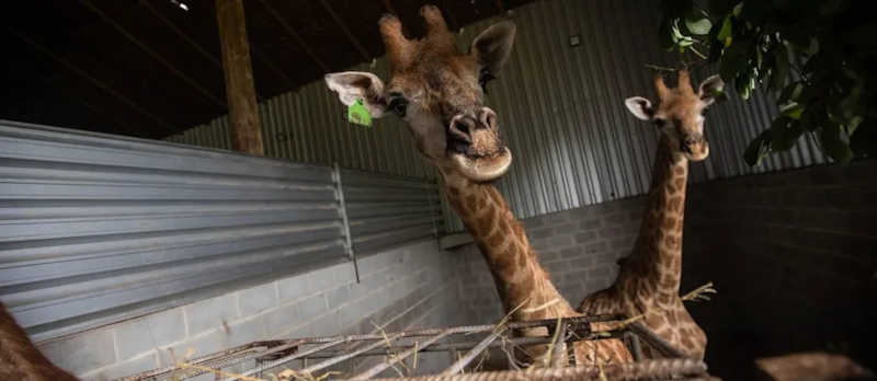 Necropsia aponta hematomas no peitoral de girafas mortas após serem importadas pelo BioParque do Rio