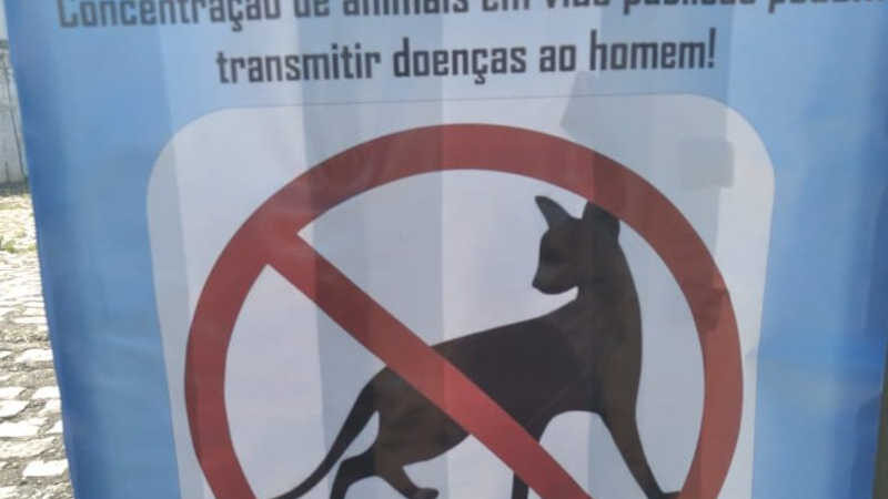 Prefeitura de Natal fixa cartazes pedindo para população não alimentar gatos de rua e causa revolta em protetores