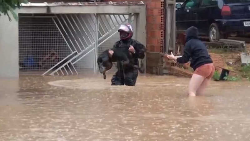 Morador resgata cachorro durante enchente em Cacoal, RO — Foto: Reprodução/Redes Sociais
