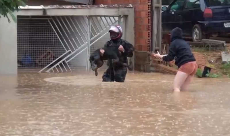 Moradores resgatam cachorros em meio a enchente em Cacoal, RO; VÍDEOS