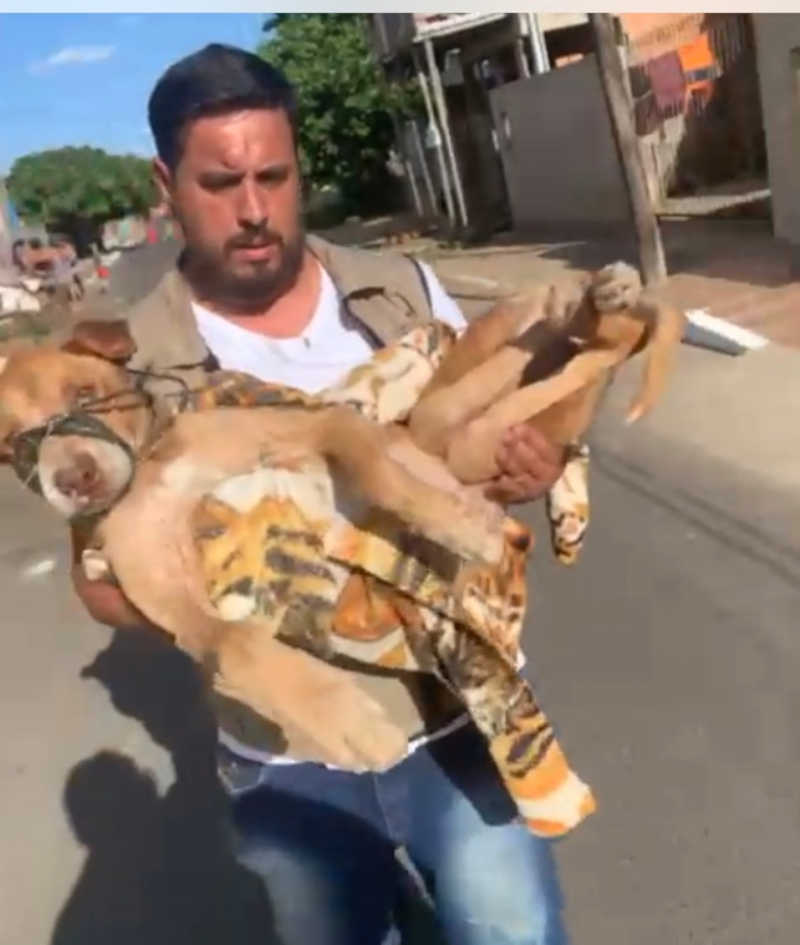 Cachorro vítima de maus-tratos é resgatado em Canoas, RS