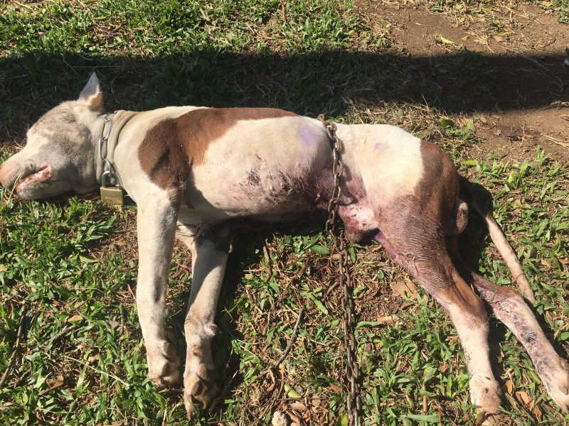 Cachorro da raça pit bull morre em consequência de maus-tratos em Farroupilha, RS