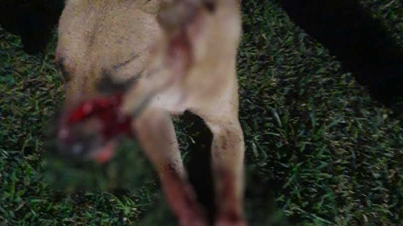 Cachorro morre após ser espancado e atingido por golpe de facão no RS