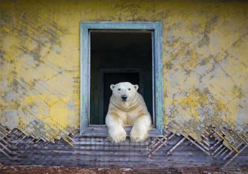 Ursos polares passam a viver em estação meteorológica abandonada
