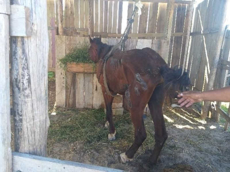 PM registra ocorrência de maus-tratos contra cavalo em Balneário Gaivota, SC