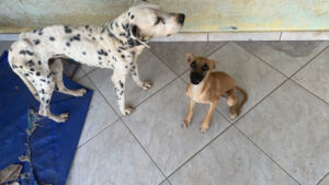 Além da cadela, uma filhote que também sofria de maus-tratos foi resgatada - Divulgação/PCSC/ND