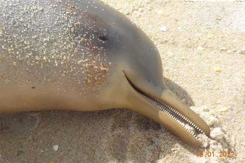 Seis golfinhos são encontrados mortos em 10 dias em praias de SC