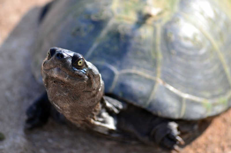 ‘Fuga de tartarugas’ motiva cobrança do MP à prefeitura de Joinville, SC