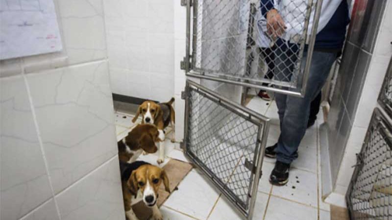 Entra em vigor lei que proíbe abate de animais em centros de zoonoses do Brasil